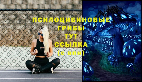 прущие грибы Михайлов